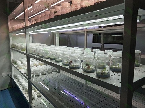 灵寿植物组织培养实验室设计建设方案